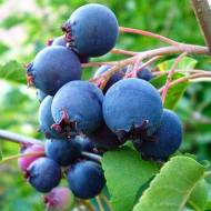 Саджанець Ірга Amela в контейнері